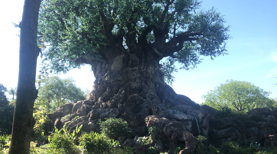 A Magical Adventure: Our Walt Disney World Trip